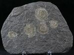 Dactylioceras Ammonite Cluster - Posidonia Shale #23164-1
